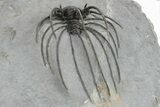 Rare, Spiny Heliopeltis Trilobite - Issoumour, Morocco #250016-5